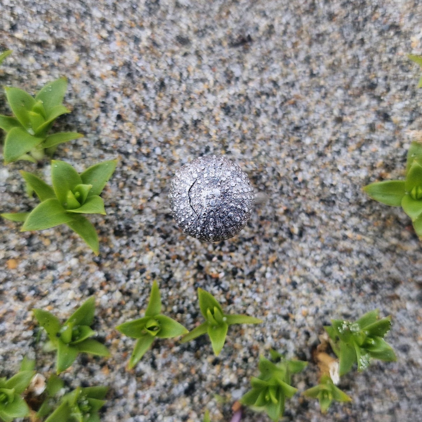 Kråkebolle ring i sølv