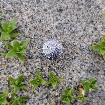 Kråkebolle ring i sølv